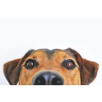 Dog/Pets